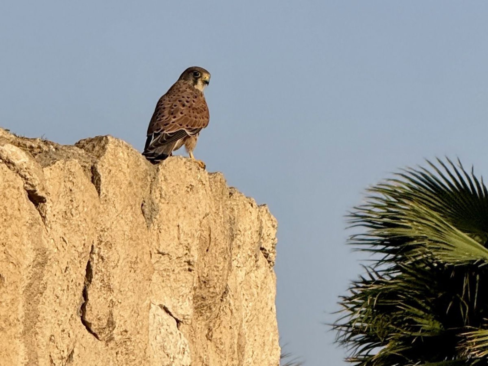 A falcon perched on a rock near the lodge