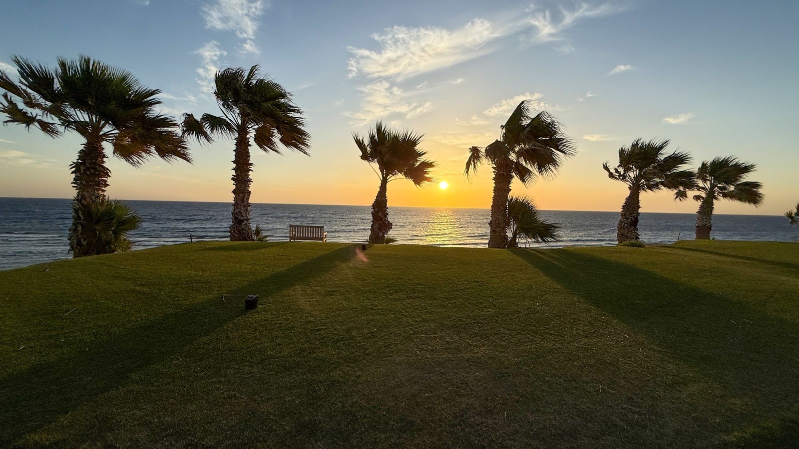Palms on the golf course at sunset