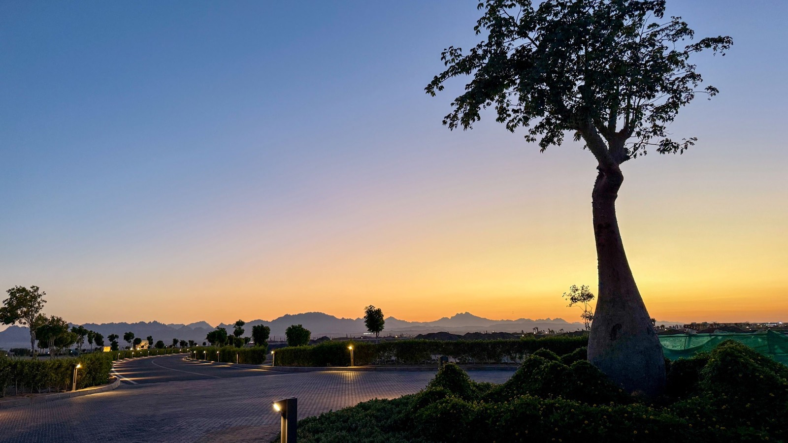 A lone tree at sunset with the mountains behind