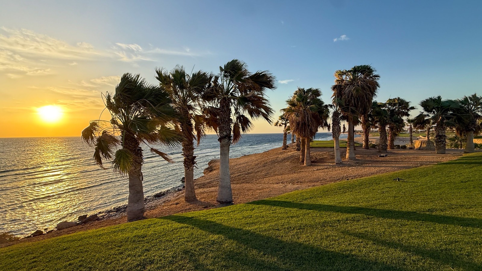 Palm trees along the shore at sunset