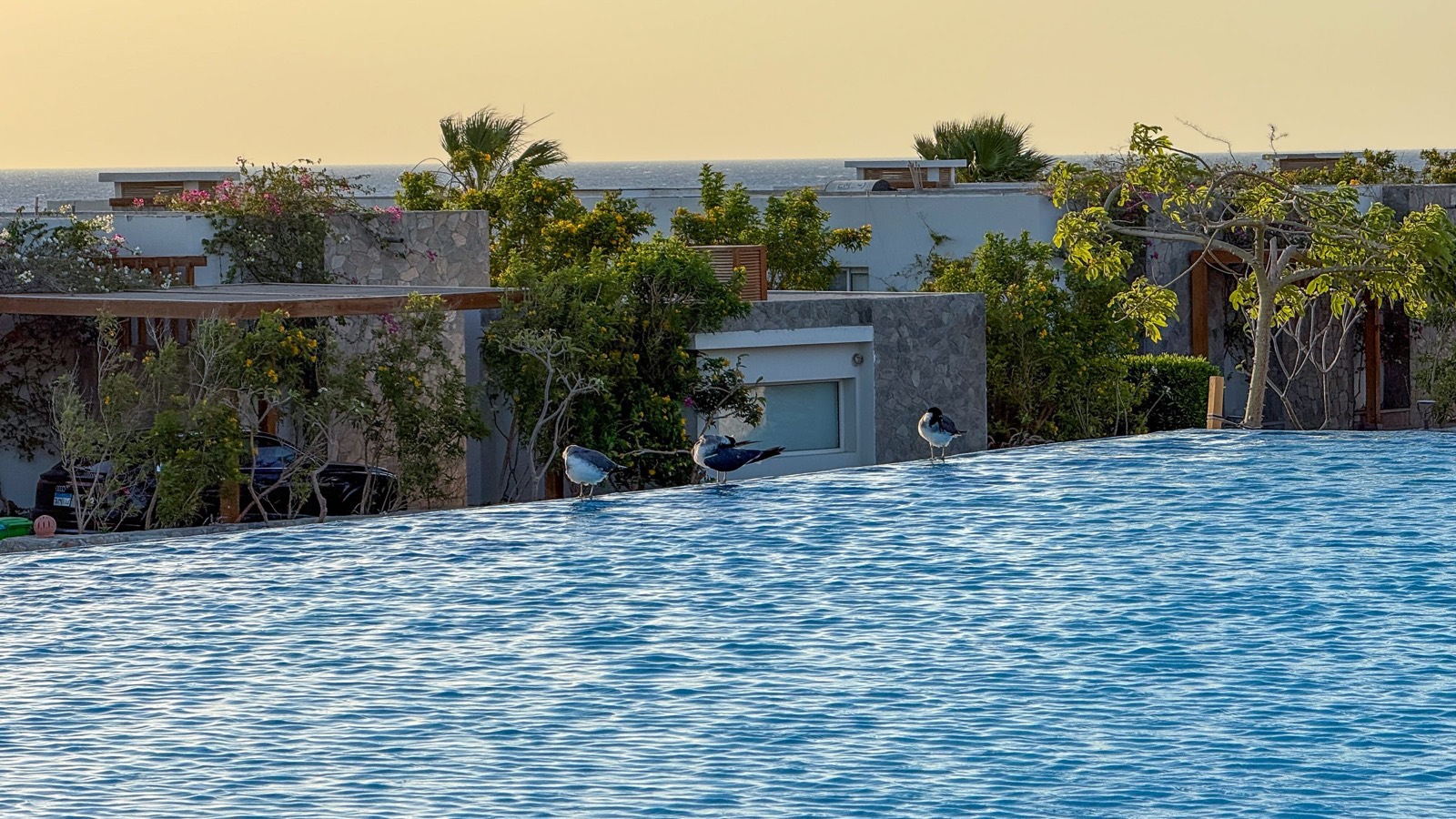 Pool water with gardens behind